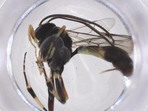  ( - CBG-A41189-E04)  @11 [ ] CreativeCommons - Attribution Share - Alike (2024) Centre for Biodiversity Genomics Centre for Biodiversity Genomics