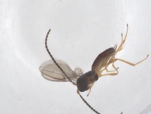  ( - CBG-A41195-B10)  @11 [ ] CreativeCommons - Attribution Share - Alike (2024) Centre for Biodiversity Genomics Centre for Biodiversity Genomics