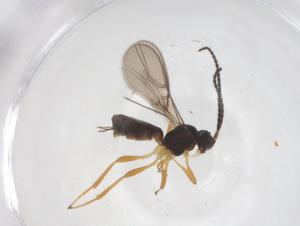  ( - CBG-A41198-G09)  @11 [ ] CreativeCommons - Attribution Share - Alike (2024) Centre for Biodiversity Genomics Centre for Biodiversity Genomics