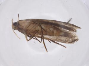  (gelBioLep01 BioLep6262 - CBG-A41217-B07)  @11 [ ] CreativeCommons - Attribution Share - Alike (2024) Centre for Biodiversity Genomics Centre for Biodiversity Genomics