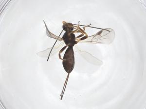  (doryMalaise01 Malaise1839 - CBG-A41226-H08)  @11 [ ] CreativeCommons - Attribution Share - Alike (2024) Centre for Biodiversity Genomics Centre for Biodiversity Genomics