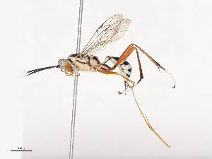  ( - CBG-A41819-A12)  @11 [ ] CreativeCommons - Attribution Share - Alike (2024) CBG Photography Group Centre for Biodiversity Genomics