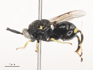  ( - CBG-A41821-E02)  @11 [ ] CreativeCommons - Attribution Share - Alike (2024) CBG Photography Group Centre for Biodiversity Genomics