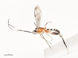  ( - CBG-A41822-B12)  @11 [ ] CreativeCommons - Attribution Share - Alike (2024) CBG Photography Group Centre for Biodiversity Genomics