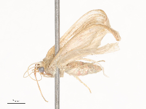  ( - CBG-A41843-H06)  @11 [ ] CreativeCommons - Attribution Share - Alike (2024) CBG Photography Group Centre for Biodiversity Genomics