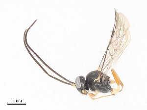  ( - CBG-A41844-B04)  @11 [ ] CreativeCommons - Attribution Share - Alike (2024) CBG Photography Group Centre for Biodiversity Genomics