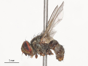  ( - CBG-A41844-C04)  @11 [ ] CreativeCommons - Attribution Share - Alike (2024) CBG Photography Group Centre for Biodiversity Genomics