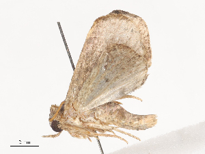  ( - CBG-A41844-E03)  @11 [ ] CreativeCommons - Attribution Share - Alike (2024) CBG Photography Group Centre for Biodiversity Genomics