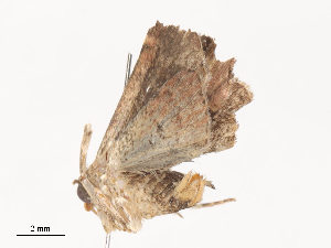  ( - CBG-A41844-E04)  @11 [ ] CreativeCommons - Attribution Share - Alike (2024) CBG Photography Group Centre for Biodiversity Genomics