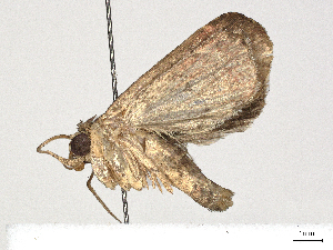  ( - CBG-A41844-E10)  @11 [ ] CreativeCommons - Attribution Share-Alike (2024) CBG Photography Group Centre for Biodiversity Genomics