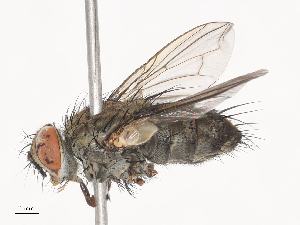  ( - CBG-A41844-G03)  @11 [ ] CreativeCommons - Attribution Share - Alike (2024) CBG Photography Group Centre for Biodiversity Genomics