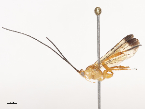  ( - CBG-A41844-H01)  @11 [ ] CreativeCommons - Attribution Share - Alike (2024) CBG Photography Group Centre for Biodiversity Genomics