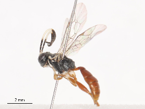 ( - CBG-A41845-E02)  @11 [ ] CreativeCommons - Attribution Share - Alike (2024) CBG Photography Group Centre for Biodiversity Genomics