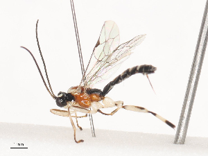  (Zatypota malaise0991 - CBG-A41845-H02)  @11 [ ] CreativeCommons - Attribution Share - Alike (2024) CBG Photography Group Centre for Biodiversity Genomics