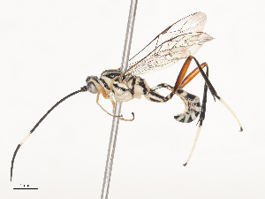  ( - CBG-A41845-H03)  @11 [ ] CreativeCommons - Attribution Share - Alike (2024) CBG Photography Group Centre for Biodiversity Genomics
