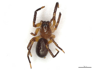  ( - CBG-A41845-H05)  @11 [ ] CreativeCommons - Attribution Share-Alike (2024) CBG Photography Group Centre for Biodiversity Genomics