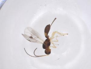  ( - CBG-A42510-E05)  @11 [ ] CreativeCommons - Attribution Share - Alike (2024) Centre for Biodiversity Genomics Centre for Biodiversity Genomics