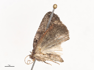  ( - CBG-A40214-B01)  @11 [ ] CreativeCommons - Attribution Share - Alike (2024) CBG Photography Group Centre for Biodiversity Genomics