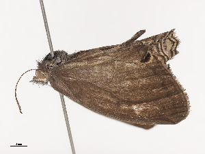  ( - CBG-A40214-B09)  @11 [ ] CreativeCommons - Attribution Share - Alike (2024) CBG Photography Group Centre for Biodiversity Genomics