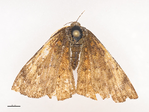  (Emesis Malaise7916 - CBG-A40214-F03)  @11 [ ] CreativeCommons - Attribution Share - Alike (2024) CBG Photography Group Centre for Biodiversity Genomics