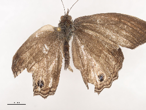  ( - CBG-A40214-G03)  @11 [ ] CreativeCommons - Attribution Share - Alike (2024) CBG Photography Group Centre for Biodiversity Genomics