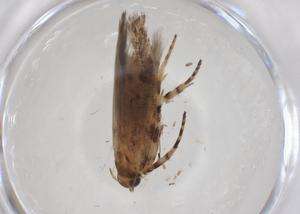  ( - CBG-A40949-D08)  @11 [ ] CreativeCommons - Attribution Share - Alike (2024) Centre for Biodiversity Genomics Centre for Biodiversity Genomics