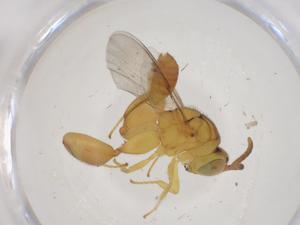  ( - CBG-A40959-C05)  @11 [ ] CreativeCommons - Attribution Share - Alike (2024) Centre for Biodiversity Genomics Centre for Biodiversity Genomics