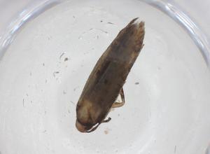  ( - CBG-A40960-F06)  @11 [ ] CreativeCommons - Attribution Share - Alike (2024) Centre for Biodiversity Genomics Centre for Biodiversity Genomics