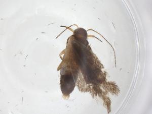  ( - CBG-A40963-A03)  @11 [ ] CreativeCommons - Attribution Share - Alike (2024) Centre for Biodiversity Genomics Centre for Biodiversity Genomics