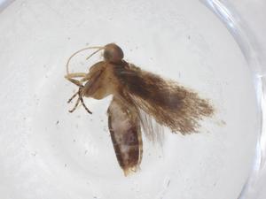  ( - CBG-A40963-D03)  @11 [ ] CreativeCommons - Attribution Share - Alike (2024) Centre for Biodiversity Genomics Centre for Biodiversity Genomics