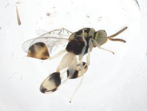  (chalMalaise01 Malaise3974 - CBG-A40966-F01)  @11 [ ] CreativeCommons - Attribution Share - Alike (2024) Centre for Biodiversity Genomics Centre for Biodiversity Genomics