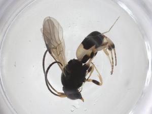  (Chelonus malaise3982 - CBG-A40979-H02)  @11 [ ] CreativeCommons - Attribution Share - Alike (2024) Centre for Biodiversity Genomics Centre for Biodiversity Genomics