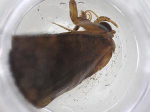  ( - CBG-A41363-C12)  @11 [ ] CreativeCommons - Attribution Share - Alike (2024) Centre for Biodiversity Genomics Centre for Biodiversity Genomics