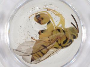  (chalJanzen01 Janzen3890 - CBG-A41363-G04)  @11 [ ] CreativeCommons - Attribution Share - Alike (2024) Centre for Biodiversity Genomics Centre for Biodiversity Genomics