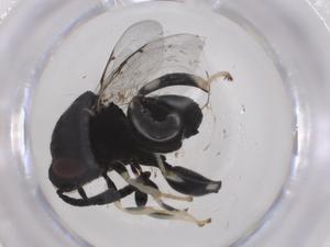  ( - CBG-A41368-E02)  @11 [ ] CreativeCommons - Attribution Share - Alike (2024) Centre for Biodiversity Genomics Centre for Biodiversity Genomics