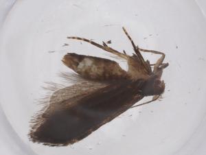  ( - CBG-A41375-A06)  @11 [ ] CreativeCommons - Attribution Share - Alike (2024) Centre for Biodiversity Genomics Centre for Biodiversity Genomics