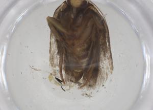  ( - CBG-A41385-F04)  @11 [ ] CreativeCommons - Attribution Share - Alike (2024) Centre for Biodiversity Genomics Centre for Biodiversity Genomics