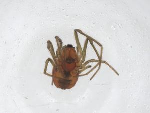  ( - CBG-A41387-F07)  @11 [ ] CreativeCommons - Attribution Share - Alike (2024) Centre for Biodiversity Genomics Centre for Biodiversity Genomics