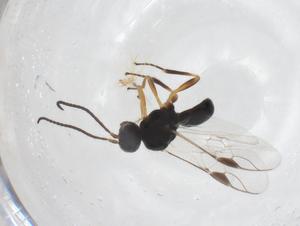  (Triaspis Malaise2897 - CBG-A41389-E05)  @11 [ ] CreativeCommons - Attribution Share - Alike (2024) Centre for Biodiversity Genomics Centre for Biodiversity Genomics