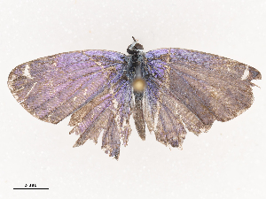  ( - CBG-A41812-A04)  @11 [ ] CreativeCommons - Attribution Share - Alike (2024) CBG Photography Group Centre for Biodiversity Genomics