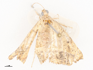  ( - CBG-A41813-C11)  @11 [ ] CreativeCommons - Attribution Share - Alike (2024) CBG Photography Group Centre for Biodiversity Genomics