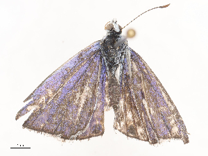  (Hemiargus Malaise3608 - CBG-A41813-D01)  @11 [ ] CreativeCommons - Attribution Share - Alike (2024) CBG Photography Group Centre for Biodiversity Genomics