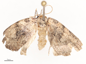  ( - CBG-A41814-F03)  @11 [ ] CreativeCommons - Attribution Share - Alike (2024) CBG Photography Group Centre for Biodiversity Genomics