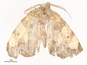  ( - CBG-A41814-F12)  @11 [ ] CreativeCommons - Attribution Share - Alike (2024) CBG Photography Group Centre for Biodiversity Genomics