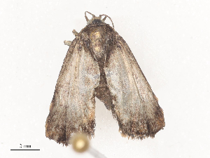  ( - CBG-A41815-H07)  @11 [ ] CreativeCommons - Attribution Share - Alike (2024) CBG Photography Group Centre for Biodiversity Genomics