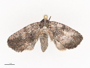  ( - CBG-A41816-C08)  @11 [ ] CreativeCommons - Attribution Share - Alike (2024) CBG Photography Group Centre for Biodiversity Genomics