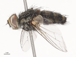  ( - CBG-A41816-F02)  @11 [ ] CreativeCommons - Attribution Share - Alike (2024) CBG Photography Group Centre for Biodiversity Genomics