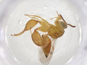  ( - CBG-A42860-B01)  @11 [ ] CreativeCommons - Attribution Share - Alike (2024) Centre for Biodiversity Genomics Centre for Biodiversity Genomics