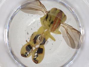  ( - CBG-A42860-C03)  @11 [ ] CreativeCommons - Attribution Share - Alike (2024) Centre for Biodiversity Genomics Centre for Biodiversity Genomics