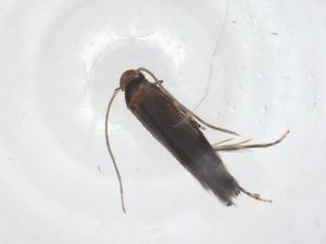  ( - CBG-A42873-B08)  @11 [ ] CreativeCommons - Attribution Share - Alike (2024) Centre for Biodiversity Genomics Centre for Biodiversity Genomics